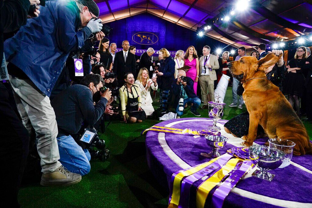 Westminster Dog Show